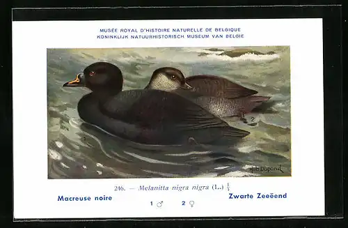 Künstler-AK Hubert Dupond: Macreuse noire, Melanitta nigra nigra, Erpel und Ente