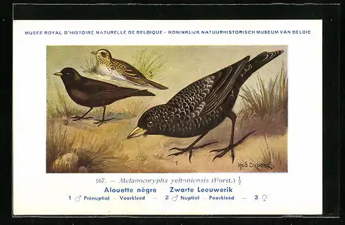 Künstler-AK Hubert Dupond: Alouette nègre, Melanocorypha yeltoniensis, Prénuptial, Nuptial, Vögel