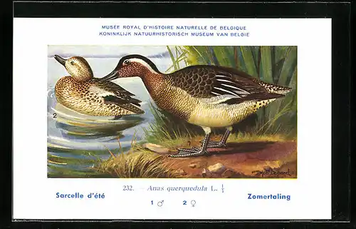 Künstler-AK Hubert Dupond: Sarcelle d`été, Anas querquedula, Erpel und Ente