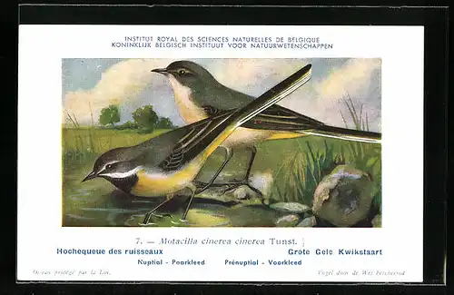 Künstler-AK Hubert Dupond: Hochequeue des ruisseaux, Nuptial, Prénuptial, Motacilla cinerea cinerea Tunst, Vögel