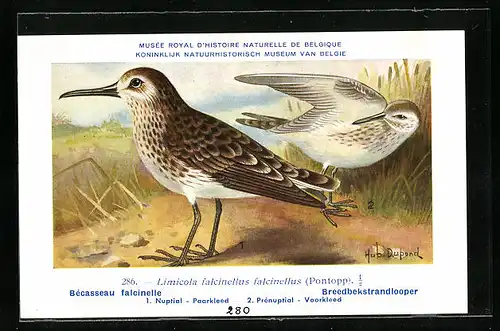 Künstler-AK Hubert Dupond: Bécasseau falcinelle, Limicola falcinellus falcinellus, Nuptial, Prénuptial, Vögel