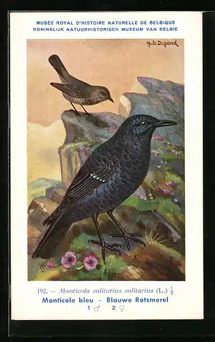 Künstler-AK Hubert Dupond: Blauwe Rotsmerel, Monticole bleu, Vogel, Monticola solitarius solitarius