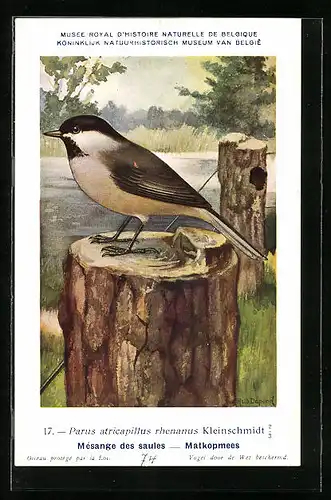 Künstler-AK Hubert Dupond: Mésange des saules, Matkopmees, Vogel, Parus atricapillus rhenanus Kleinschmidt