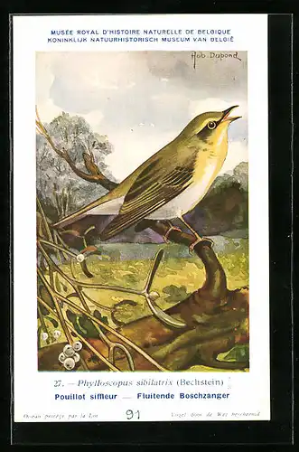 Künstler-AK Hubert Dupond: Pouillot siffleur, Fluitende Boschzanger, Vogel, Phylloscopus sibilatrix (Bechstein)