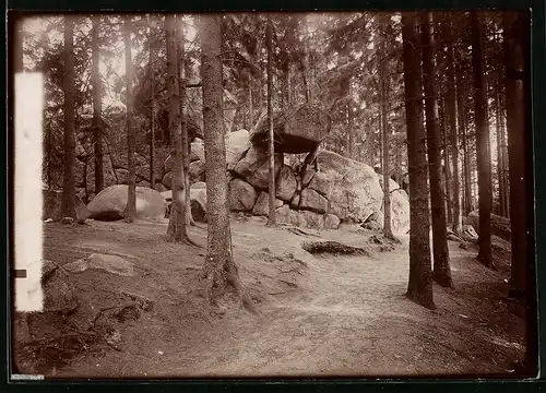 Fotografie Brück & Sohn Meissen, Ansicht Okertal i. Harz, Partie im Wald an der Mausefalle