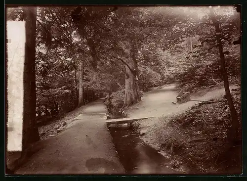 Fotografie Brück & Sohn Meissen, Ansicht Bad Harzburg, Partie am Philosophenweg