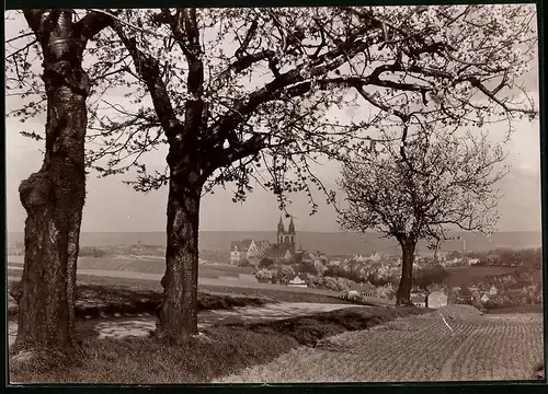 Fotografie Brück & Sohn Meissen, Ansicht Meissen i. Sa., Blick vom Jahnaberg zur Stadt in der Baumblüte
