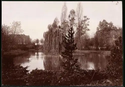 Fotografie Brück & Sohn Meissen, Ansicht Geithain i. Sa., Blick auf den Schwanenteich