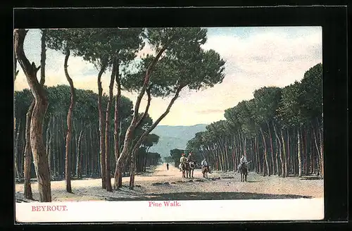 AK Beyrout, Pine Walk