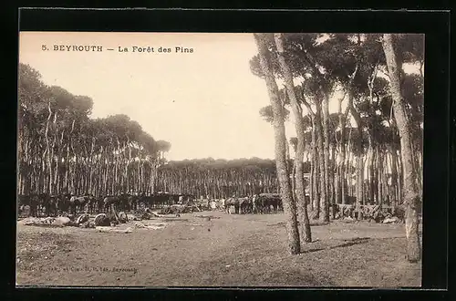 AK Beyrouth, La Foret des Pins