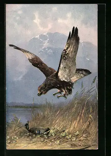 Künstler-AK M. Müller jun.: Adler greift seine Beute an
