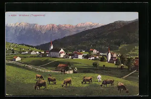 AK Wildhaus /Toggenburg, Gesamtansicht, Weidende Kühe