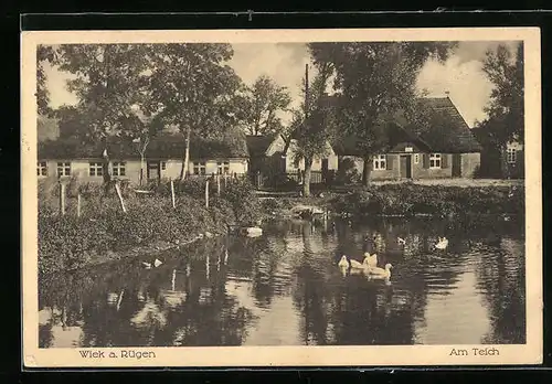 AK Wiek / Rügen, Schwanenpartie am Teich