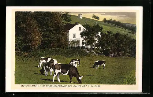 AK Gauernitz a. d. Elbe, Pinkowitzmühle im Regenbachtale