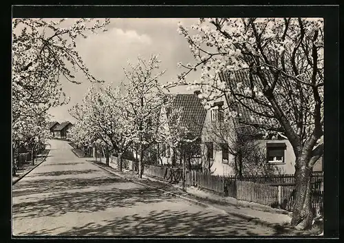 AK Helbra /Kr. Eisleben, Strassenpartie mit Siedlung im Frühling