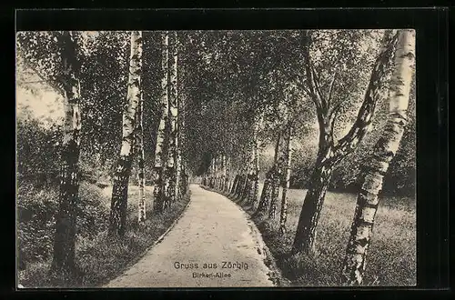 AK Zörbig, Birken-Allee mit Wiesenstück