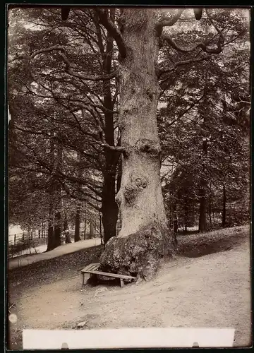 Fotografie Brück & Sohn Meissen, Ansicht Bad Harzburg, Wodans Eiche am Philosophenweg