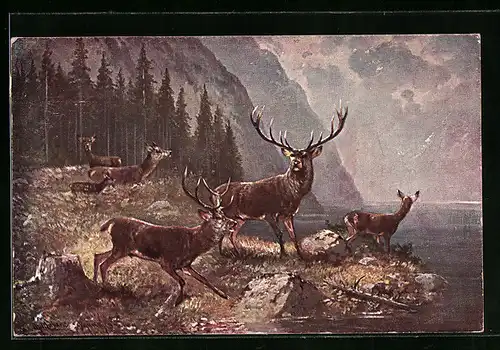 Künstler-AK M. Müller jun.: Hirsche und Rehe am Ufer