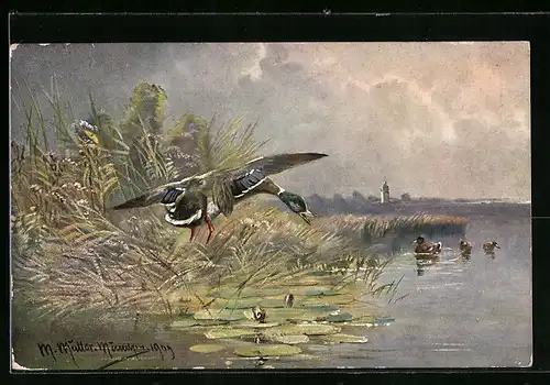 Künstler-AK M. Müller jun.: Enten im Schilf