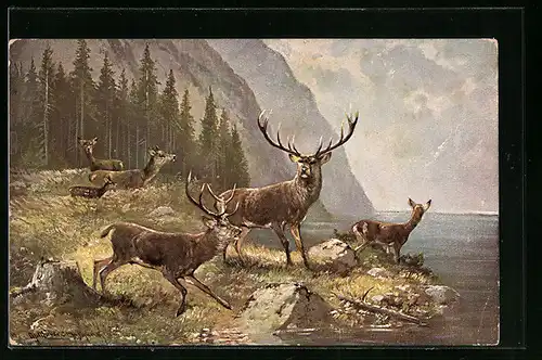 Künstler-AK M. Müller jun.: Hirsche und Rehe am Ufer