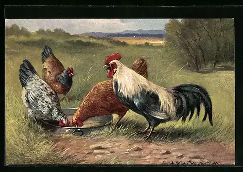 Künstler-AK August Müller - München: Hahn und Hennen am Napf