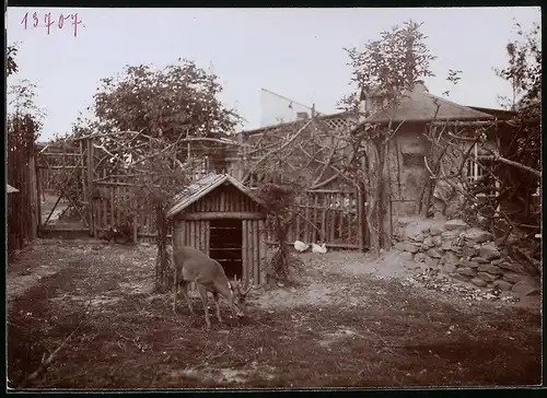 Fotografie Brück & Sohn Meissen, Ansicht Freiberg i. Sa., Reh-Zwinger in der Sommerfrische Wald-Cafe