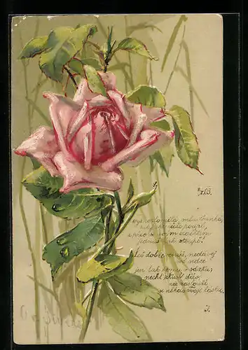 Präge-Künstler-AK Clara von Sivers: Rosafarbene Rose