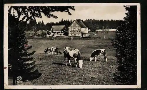 AK Schönwald-Escheck, Gasthaus und Pension Löwen, grasende Kühe