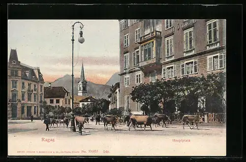 AK Ragaz, Hauptplatz mit Rindern