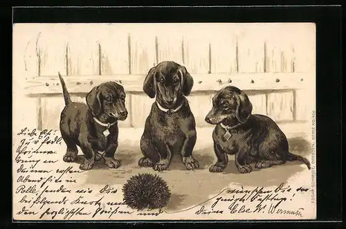 Präge-AK Dackel mit Igel