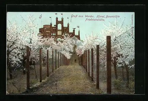 AK Werder /Havel, Baumblüte, Friedrichshöhe