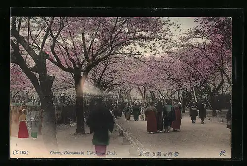 AK Yokohama, Cherry Blossom in Yokohama Park