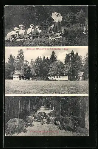 AK Elbingerode i. Harz, Forsthaus Hartenberg, Picknick im Walde, Schwarzwild bei der Fütterung