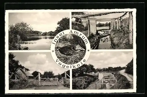 AK Insel Amrum, Ansichten der Vogelkoje