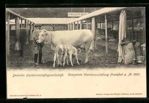 AK Frankfurt a. M., Deutsche Landwirtschaftsgesellschaft, 1899, Rind mit Kälbern