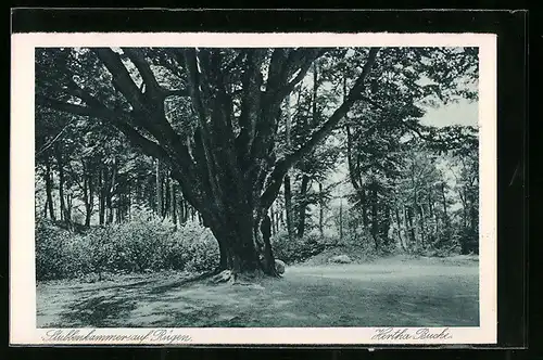 AK Stubbenkammer / Rügen, an der Hertha-Buche