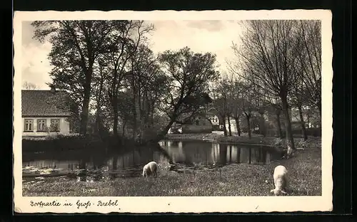 AK Gross-Brebel, Dorfpartie, Schafe am Teich