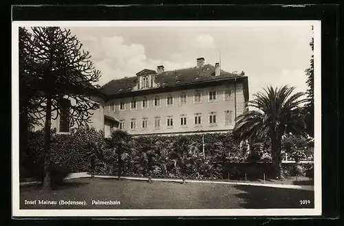 AK Insel Mainau (Bodensee), Palmenhain