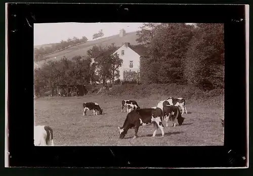 Fotografie Brück & Sohn Meissen, Ansicht Gauernitz, Blick nach der Pinkowitzmühle im Regenbachtal mit weidenen Kühen