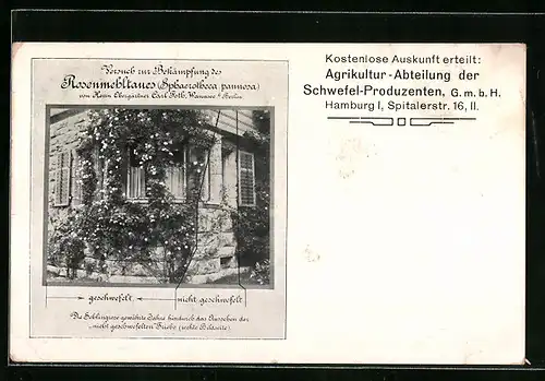 AK Hamburg-Ochsenwerder, Versuch zur Bekämpfung des Rosenmehltaues von Herrn Obergärtner Carl Foth
