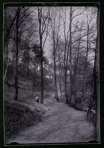 Fotografie Brück & Sohn Meissen, Ansicht Kötzschenbroda-Niederlössnitz, Waldpartie im Lössnitzgrund