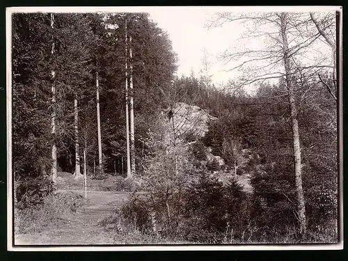 Fotografie Brück & Sohn Meissen, Ansicht Olbernhau, Partie im Wald des Bärenbachtal