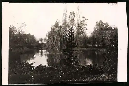 Fotografie Brück & Sohn Meissen, Ansicht Geithain i. Sa., Blick auf den Schwanenteich