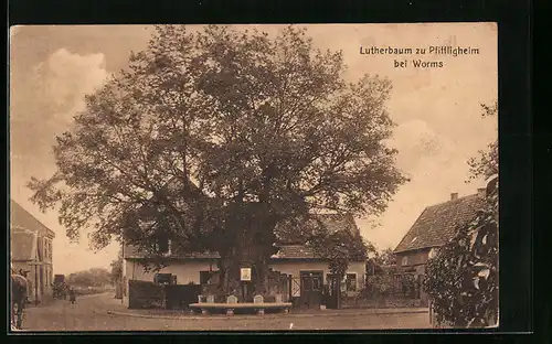 AK Pfiffligheim bei Worms, Lutherbaum zu Pfiffligheim