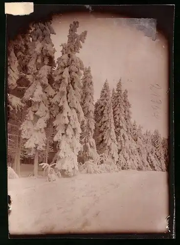Fotografie Brück & Sohn Meissen, Ansicht Oberbärenburg / Erzg., Partie am Waldesrand im Winter