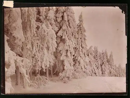 Fotografie Brück & Sohn Meissen, Ansicht Oberbärenburg i. Erzg., Blick auf den Waldesrand im Winter
