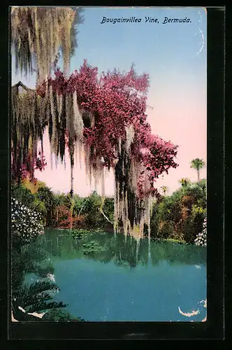 AK Bermuda, Bougainvillea Vine