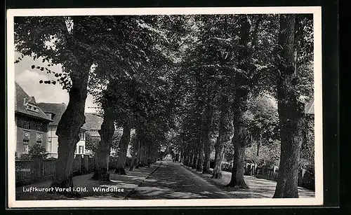 AK Varel i. Old., Strassenblick in die Windallee