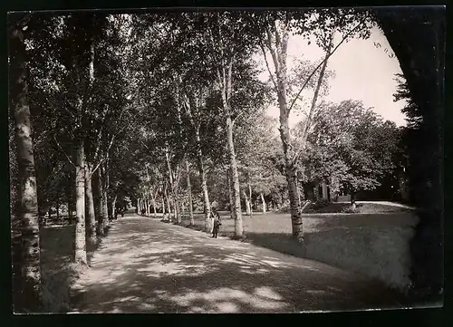 Fotografie Brück & Sohn Meissen, Ansicht Bad Sulza, Blick entlang der Birkenallee im Kurpark