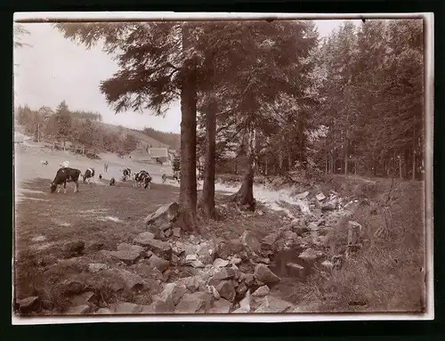 Fotografie Brück & Sohn Meissen, Ansicht Schellerhau / Erzg., Blick aus dem Wald auf die Viehweide des Mühlengutes